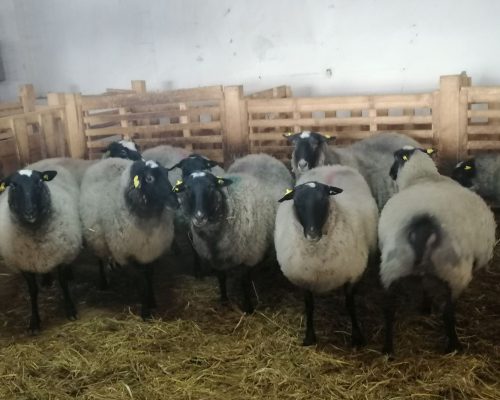 WhatsApp Image 2026-01-24 at 14.42.56 (1)