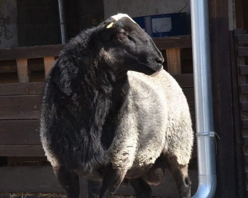 WhatsApp Image 2026-01-28 at 13.41.44 (5)