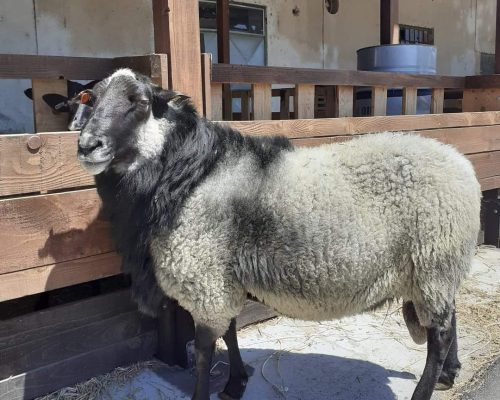 WhatsApp Image 2026-01-28 at 15.27.56 (6)