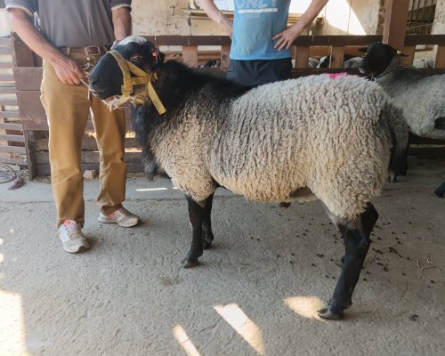 WhatsApp Image 2026-01-28 at 15.27.56