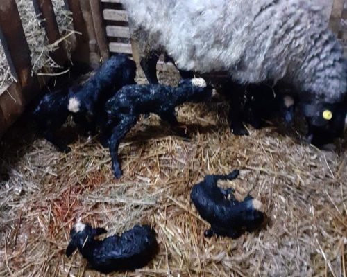 WhatsApp Image 2026-01-29 at 07.51.44 (1)