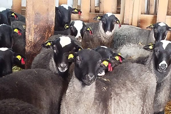 WhatsApp Image 2026-01-29 at 07.54.33 (3)