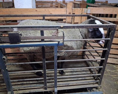 WhatsApp Image 2026-01-29 at 07.54.36 (1)