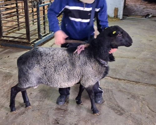 WhatsApp Image 2026-01-29 at 07.54.37 (1)