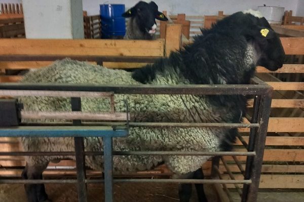 WhatsApp Image 2026-01-29 at 07.54.38 (3)