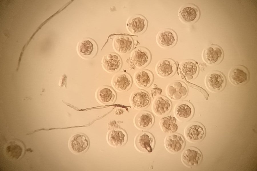 WhatsApp Image 2026-01-30 at 10.15.27